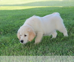 Small Photo #4 English Cream Golden Retriever Puppy For Sale in GOSHEN, IN, USA
