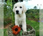 Small Photo #1 English Cream Golden Retriever Puppy For Sale in PROSPECT, VA, USA