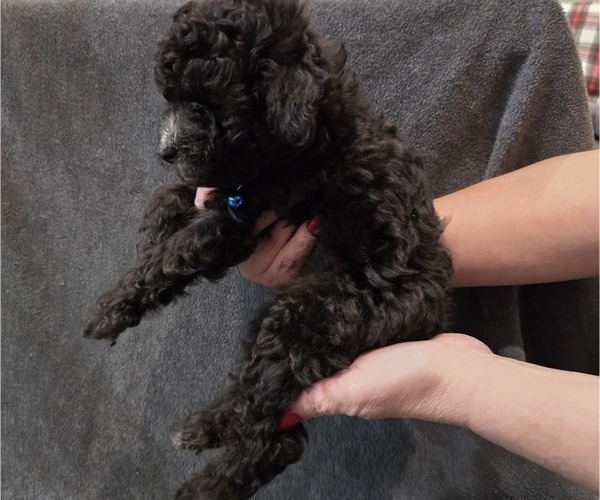 Medium Photo #31 Whoodle (Miniature) Puppy For Sale in KATY, TX, USA