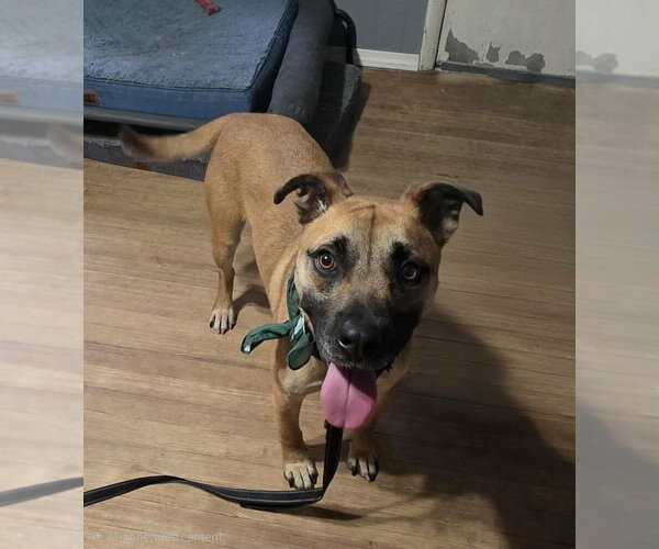 Medium Photo #3 Black Mouth Cur-Unknown Mix Puppy For Sale in Boston, MA, USA
