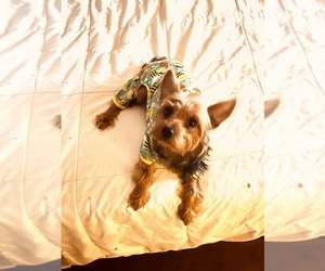 Mother of the Yorkshire Terrier puppies born on 07/18/2026