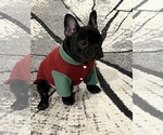 Small #9 French Bulldog