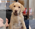 Small Photo #2 Labrador Retriever Puppy For Sale in POCAHONTAS, IL, USA