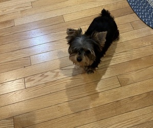 Yorkshire Terrier Puppy for sale in DODGE CENTER, MN, USA