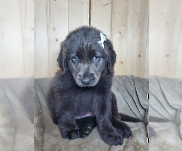 Medium Photo #1 Labrador Retriever Puppy For Sale in GOSHEN, IN, USA