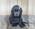 Small Photo #1 Labrador Retriever Puppy For Sale in GOSHEN, IN, USA