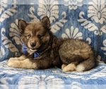 Small Photo #4 Pomsky Puppy For Sale in PEACH BOTTOM, PA, USA