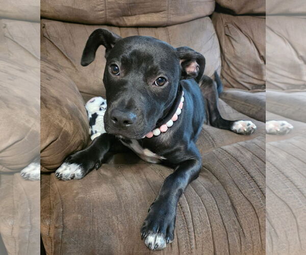 Medium Photo #1 Labrador Retriever-Unknown Mix Puppy For Sale in McCormick, SC, USA