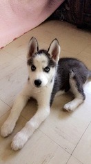 Siberian Husky Puppy for sale in PATTERSON, CA, USA