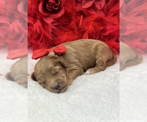 Goldendoodle (Miniature) Puppy for sale in BULLARD, TX, USA