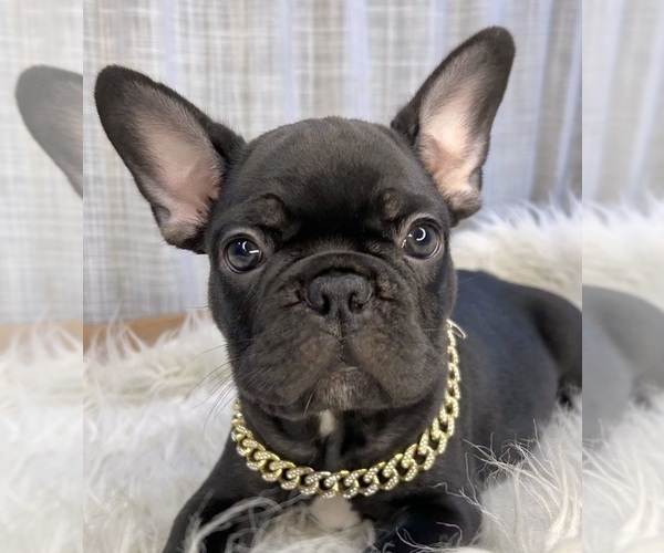 Medium Photo #3 French Bulldog Puppy For Sale in DANBURY, CT, USA