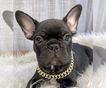 Small #2 French Bulldog