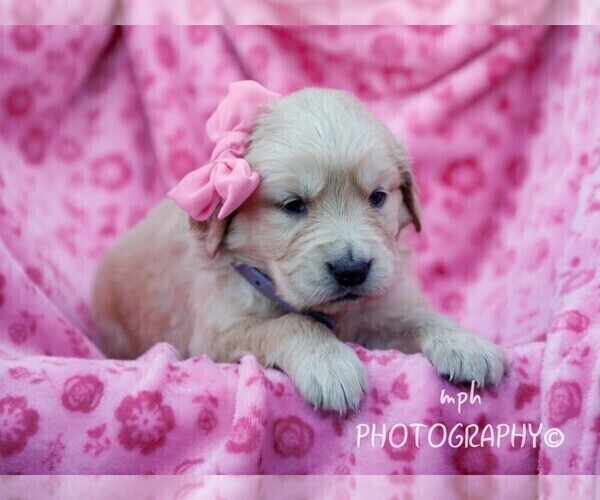 Medium Photo #4 Golden Retriever Puppy For Sale in LIBERTY, KY, USA