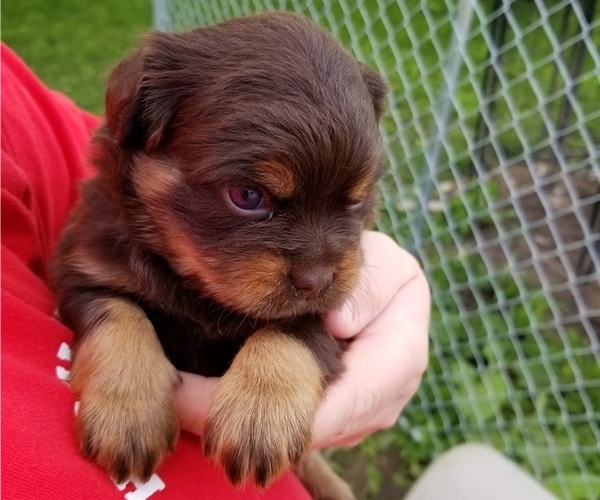 Medium Photo #1 Carlin Pinscher Puppy For Sale in COBB, WI, USA