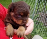 Small Photo #1 Carlin Pinscher Puppy For Sale in COBB, WI, USA