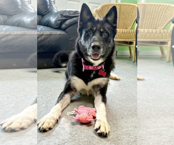 Medium Photo #3 Mutt Puppy For Sale in Spring Lake, NJ, USA