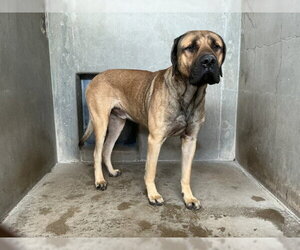 Mastiff Dogs for adoption in San Bernardino, CA, USA