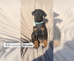 Small #6 Doberman Pinscher