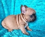 Small #9 French Bulldog