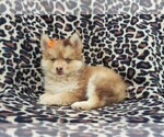 Small Photo #5 Pomsky Puppy For Sale in LANCASTER, PA, USA