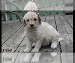 Small Photo #8 Poodle (Standard) Puppy For Sale in MUSKEGON, MI, USA