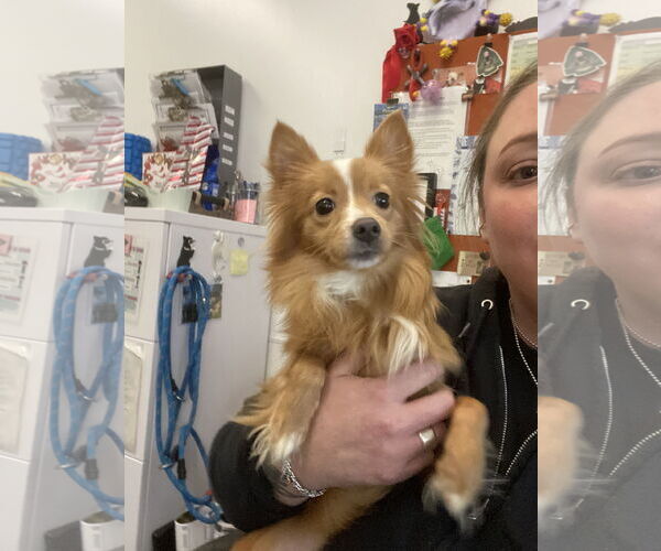 Medium Photo #4 Pomeranian-Unknown Mix Puppy For Sale in San Francisco, CA, USA