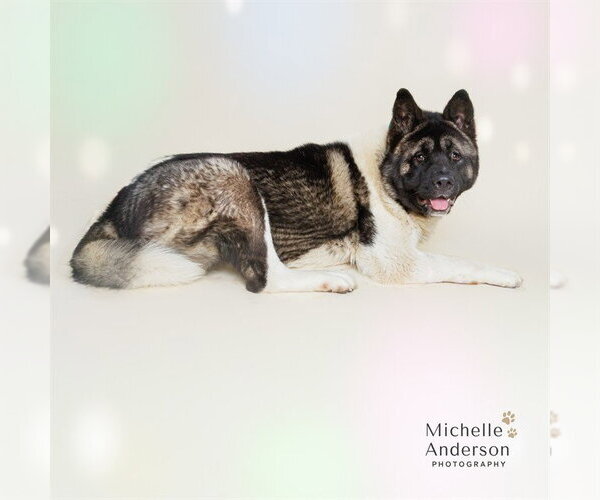 Medium Photo #2 Akita Puppy For Sale in Corona, CA, USA