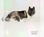 Small #1 Akita