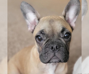 French Bulldog Puppy for sale in JACKSONVILLE, FL, USA