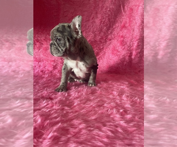 Medium Photo #2 French Bulldog Puppy For Sale in LAKEWOOD, CA, USA