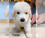 Puppy Orange Great Pyrenees