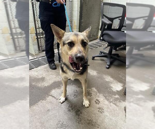 Medium Photo #1 German Shepherd Dog Puppy For Sale in Stockton, CA, USA