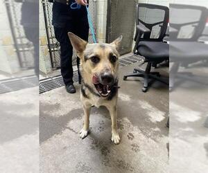 German Shepherd Dog Dogs for adoption in Stockton, CA, USA