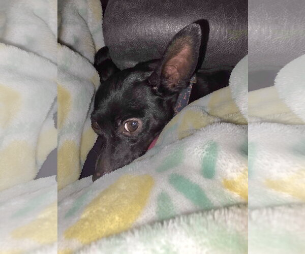 Medium Photo #1 Chihuahua Puppy For Sale in Rosenberg, TX, USA
