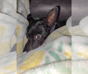 Chihuahua Dogs for adoption in Rosenberg, TX, USA