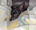 Small Chihuahua