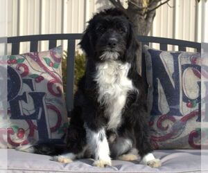 Aussiedoodle Miniature  Puppy for sale in HUTCHINSON, KS, USA