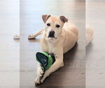 Small #4 Labrador Retriever Mix