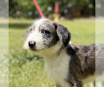 Small Mutt