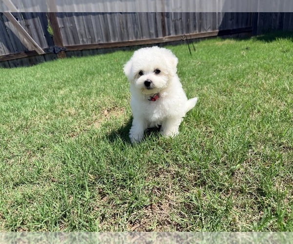 Medium Photo #9 Bichon Frise Puppy For Sale in PELZER, SC, USA