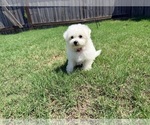 Small #8 Bichon Frise