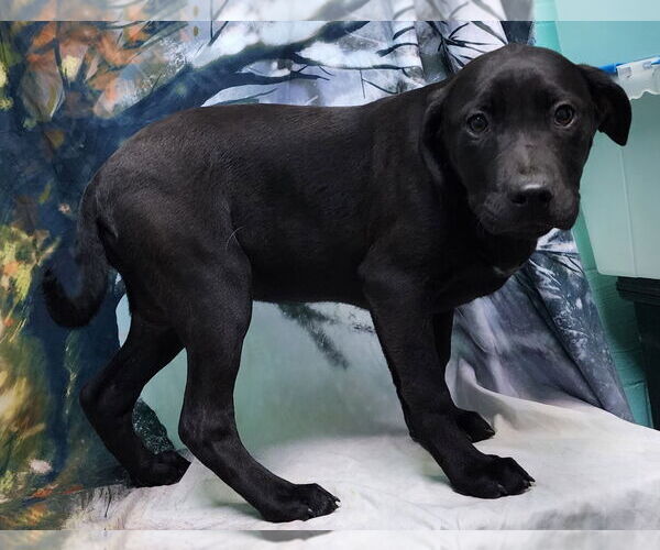 Medium Photo #3 Bulldog-Labrador Retriever Mix Puppy For Sale in Wetumpka, AL, USA