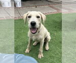 Small #1 Poodle (Standard) Mix