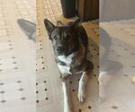 Small German Shepherd Dog Mix