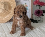 Puppy Eden Poodle (Miniature)