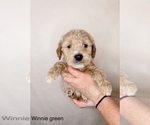 Small Photo #2 Goldendoodle Puppy For Sale in BRKN ARW, OK, USA