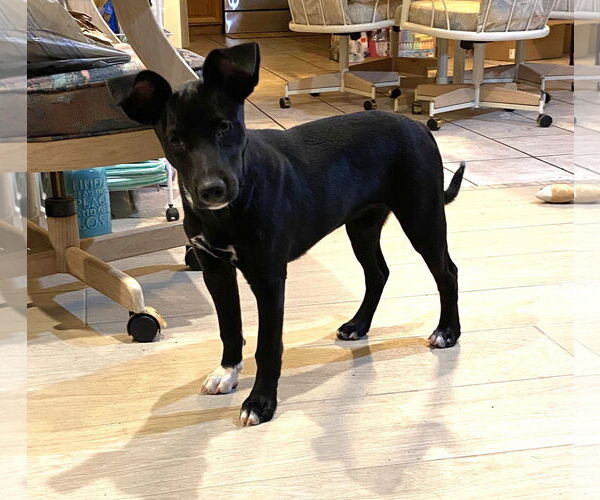 Medium Photo #13 Black Mouth Cur-Unknown Mix Puppy For Sale in Palatka, FL, USA
