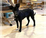 Small #12 Black Mouth Cur Mix
