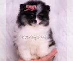 Small Photo #24 Pomeranian Puppy For Sale in WARSAW, IN, USA