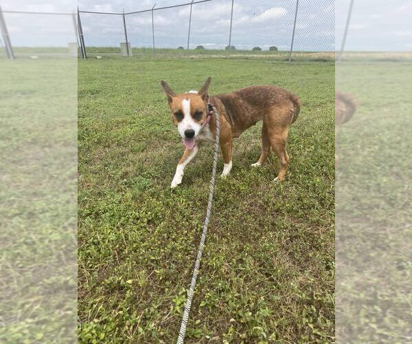 Medium Photo #2 Mutt Puppy For Sale in Abbeville, LA, USA